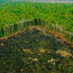 Des ONG demandent à l'UE d'inclure le cuir dans la loi contre la déforestation afin de mettre un terme à l'impact mondial de l'élevage.