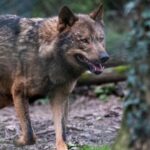 Des ONG dénoncent une réduction de la protection des loups dans l'UE sans fondement scientifique