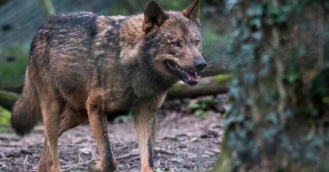 ONG denuncian rebaja de protección del lobo en la UE