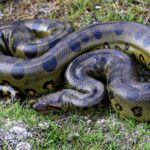 Des experts ont capturé le plus long serpent sauvage du monde, un python réticulé de 7,22 mètres déjà entré dans le Livre Guinness des Records