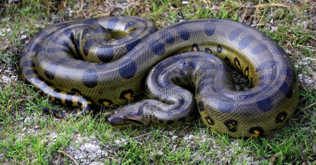 Pitón reticulada gigante de Indonesia considerada la serpiente salvaje más larga del mundo según Guinness.