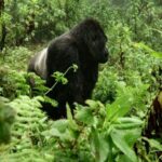 Des jumeaux gorilles sont nés dans les Virunga lors d'un événement exceptionnel pour l'espèce