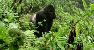 Crías de gorila de montaña en el Parque Nacional de Virunga, en República Democrática del Congo