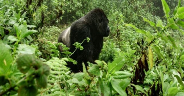 Crías de gorila de montaña en el Parque Nacional de Virunga, en República Democrática del Congo