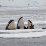 Des orques apparaissent près des zones de fonte du Groenland et les experts préviennent qu'elles pourraient altérer l'écosystème jusqu'à la fin de la fonte.