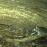 Des scientifiques australiens célèbrent une victoire : des caméras de surveillance capturent des images très rares de marsupiaux en voie de disparition