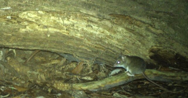 Dunnart de patas blancas captado por cámara trampa en Truwana Tasmania durante estudio científico.