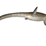Des scientifiques découvrent des preuves confirmant qu'un monstre marin comme celui du Loch Ness existait sous l'Atlas saharien.
