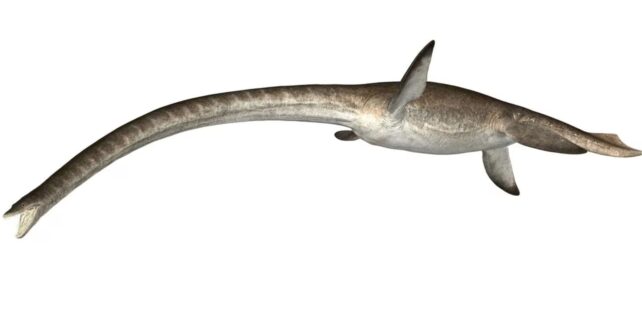Fósil de vértebra de plesiosaurio descubierto en el Atlas Sahariano de Argelia del Cretácico Superior.