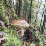 Des scientifiques découvrent un champignon unique capable de geler l'eau et pourrait créer de la pluie artificielle