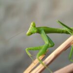 Deux mantes asiatiques géantes, Hierodula tenuidentata et patellifera, arrivent en Espagne. Ils sont si gros qu'ils peuvent chasser les oiseaux. Une étude confirme son expansion dans le sud de l’Europe, et les experts craignent un coup porté à la biodiversité