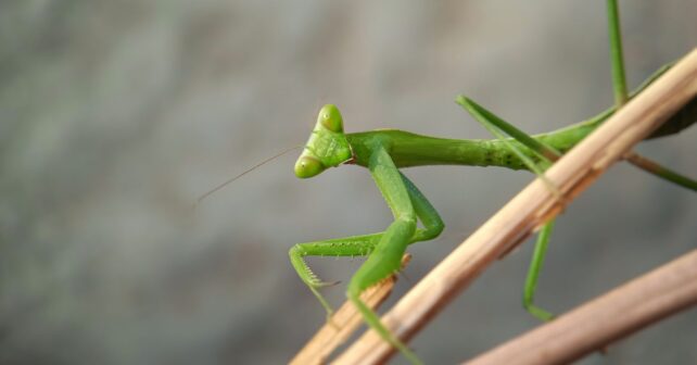 Mantis gigante asiática Hierodula tenuidentata posada en una rama, especie invasora detectada en España.
