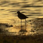 Doñana renaît avec la pluie et les oiseaux, mais alerte en raison de sa fragilité climatique et de son avenir incertain