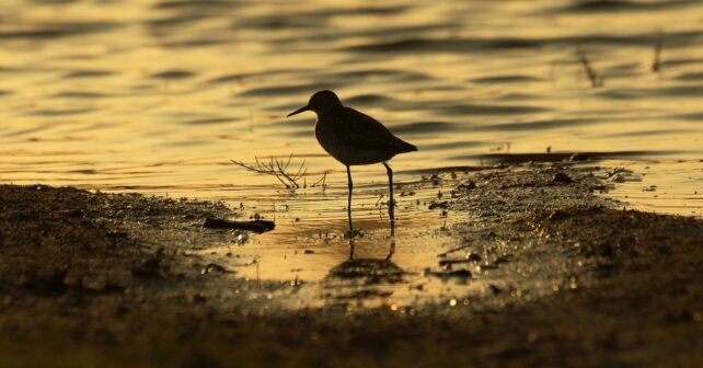 Doñana revive con lluvias y aves pero alerta por su fragilidad climática