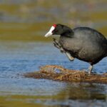 Élevage de foulques maures à Las Tablas de Daimiel pour récupérer cet oiseau en voie de disparition