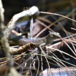 En 1940, un serpent s'est infiltré dans un avion militaire et a provoqué le plus grand désastre environnemental de l'île de Guam : il a éliminé les oiseaux et augmenté la population d'araignées.