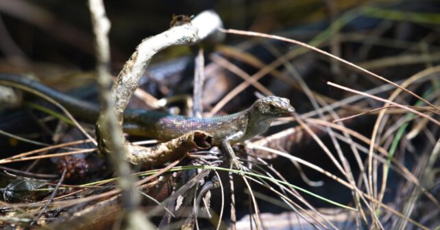 Lagarto en bosque tropical de Guam, ecosistema afectado por la serpiente invasora que eliminó aves nativas.