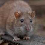 En Espagne, les rats ont développé une résistance aux poisons les plus toxiques et l'Europe demande au gouvernement d'agir