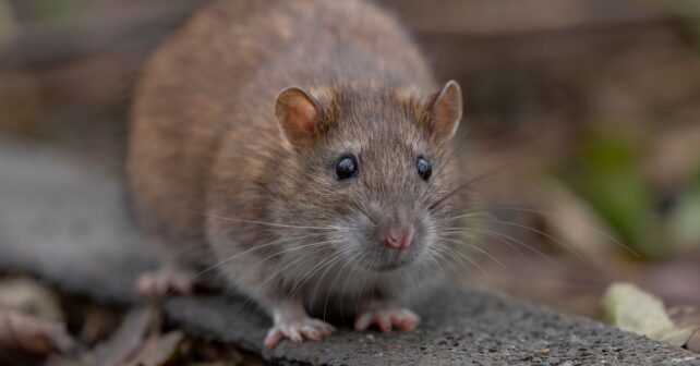 Rata urbana en España con resistencia a venenos en entornos urbanos europeos.