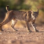 Hunter reconnu coupable d'avoir tué un lynx ibérique à Tolède et d'avoir laissé des bébés orphelins
