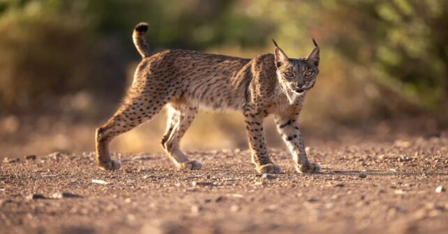 Condenado cazador por matar un lince ibérico en Toledo en caso judicial