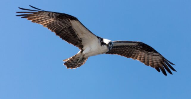 Quebrantahuesos volando en la Sierra de Gredos dentro del proyecto de recuperación de la especie en Ávila.