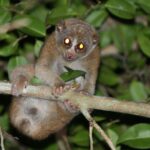 Il semble inoffensif et adorable mais c'est le seul primate venimeux au monde : presque personne ne sait qu'il pourrait tuer un humain d'une seule morsure.