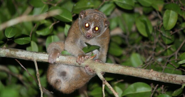 Loris perezoso en una rama, el único primate venenoso del mundo cuya mordedura puede provocar reacciones graves.