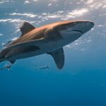 Ils abaissent une caméra à des centaines de mètres en Antarctique et capturent un prédateur géant qui ne devrait pas être là