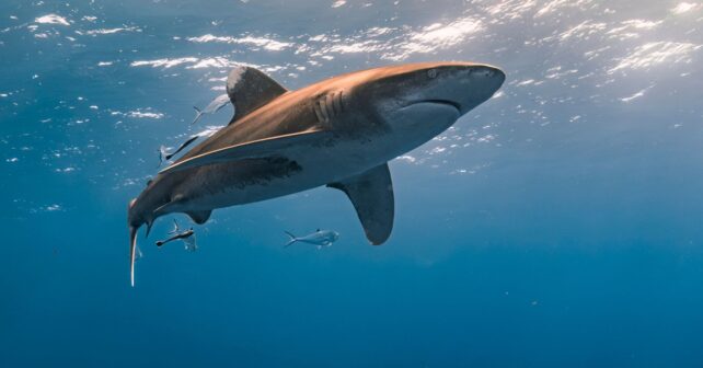 Tiburón gigante nadando en el océano captado por una cámara científica en aguas profundas de la Antártida.