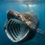 Ils capturent un requin géant de 10 mètres en Méditerranée et la vidéo est choquante