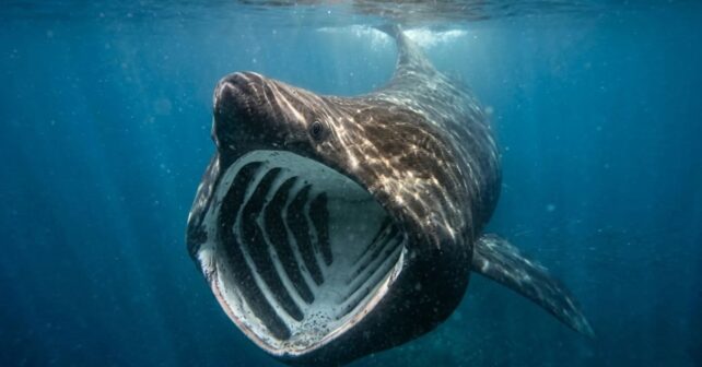 Tiburón peregrino gigante nadando con la boca abierta filtrando plancton en el Mediterráneo.