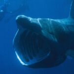 Ils capturent un requin pèlerin géant dans les eaux peu profondes et c'est là son véritable danger