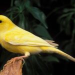 Ils découvrent que le chant des oiseaux est essentiel pour déchiffrer le langage humain et les neuroscientifiques explosent d'enthousiasme : une découverte sans précédent