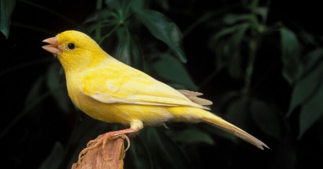 Canario cantando utilizado en estudios científicos para analizar el canto de las aves y su relación con el aprendizaje del lenguaje.