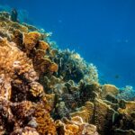 Ils demandent d'élargir la protection marine à Cabrera avec des zones sans pêche en raison de sa fragilité