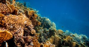 Piden ampliar protección marina en Cabrera con zonas sin pesca en ecosistema marino