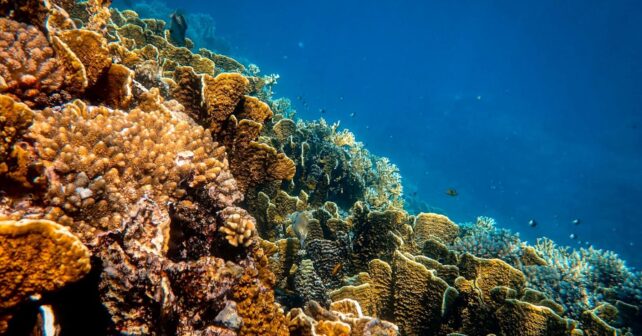 Piden ampliar protección marina en Cabrera con zonas sin pesca en ecosistema marino