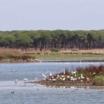 Ils demandent la récupération du fleuve Guadiamar, clé pour sauver Doñana compte tenu de son état critique