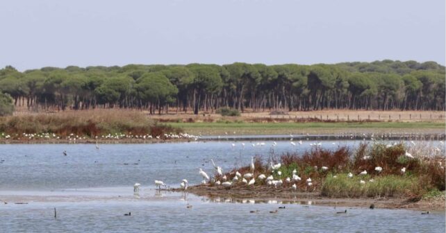Piden recuperar el río Guadiamar clave para salvar Doñana en estado actual