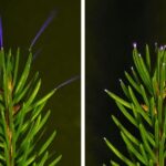 Ils observent des lumières fantomatiques dans les feuilles des arbres et les scientifiques ne trouvent aucune explication : « Maintenant, nous savons qu'elles existent »