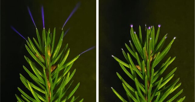 Descarga corona en hojas de árbol con emisiones de luz ultravioleta durante tormenta eléctrica.