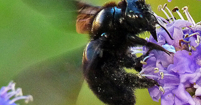 Abeja carpintera púrpura sobre flor violeta con alas brillantes en Europa.