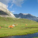 Ils promeuvent le pâturage environnemental dans les Pyrénées pour prévenir les incendies et le changement climatique