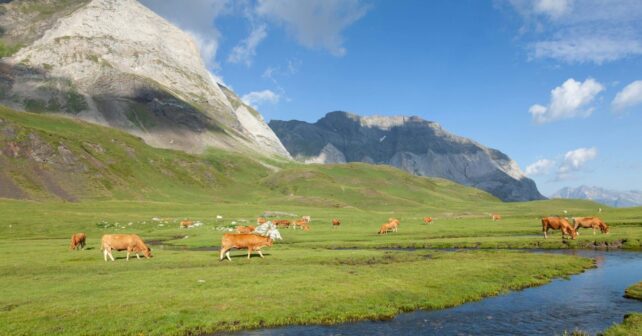 Impulsan pastoreo ambiental en Pirineos para prevenir incendios en zonas de montaña