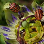 Inquiétude des biologistes : les insectes ont muté pour survivre à la chaleur mais cela n'a pas suffi et ils sont désormais gravement menacés par le stress.