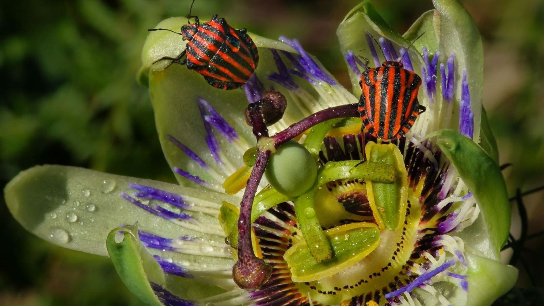 Muted Insect Inquiétude des biologistes : les insectes ont muté pour survivre à la ...
