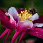 Journée des pollinisateurs 2026 : pourquoi la protection des abeilles et des papillons est vitale