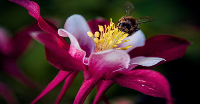 Abeja polinizando una flor en el Día de los Polinizadores 2026