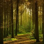 Journée internationale des forêts 2026 et son rôle dans l'économie durable